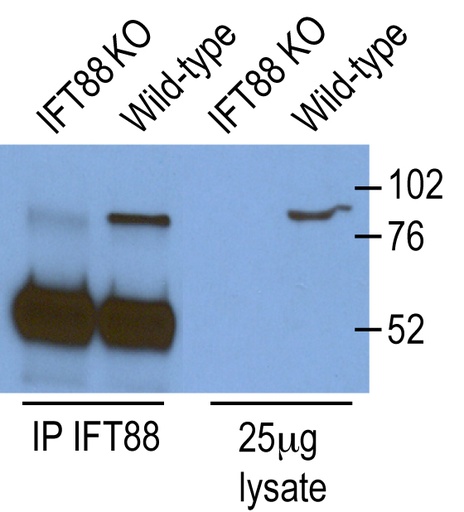[13967-1-AP-150UL] IFT88 Polyclonal antibody