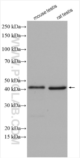 [13968-1-AP-150UL] DDI1 Polyclonal antibody