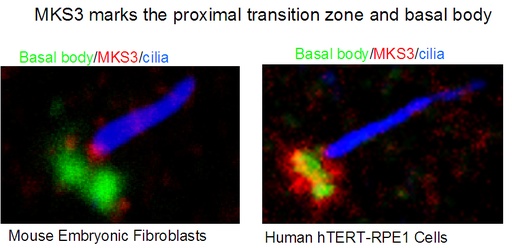 [13975-1-AP-20UL] MKS3 Polyclonal antibody