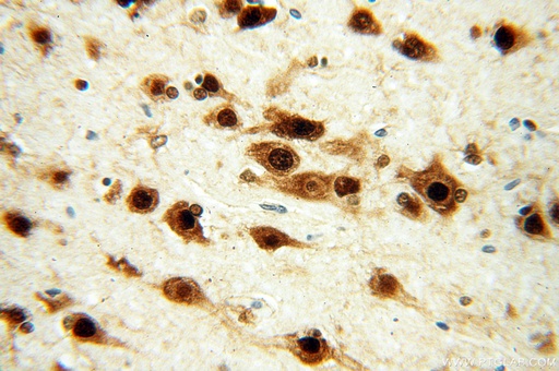 [14008-1-AP-150UL] ELAVL2 Polyclonal antibody