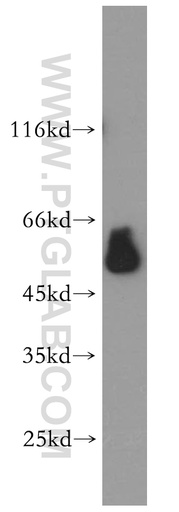 [14017-1-AP-150UL] ESRRG Polyclonal antibody