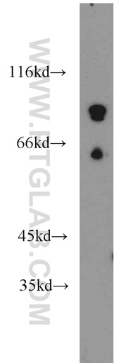 [14020-1-AP-150UL] PCDHB12 Polyclonal antibody
