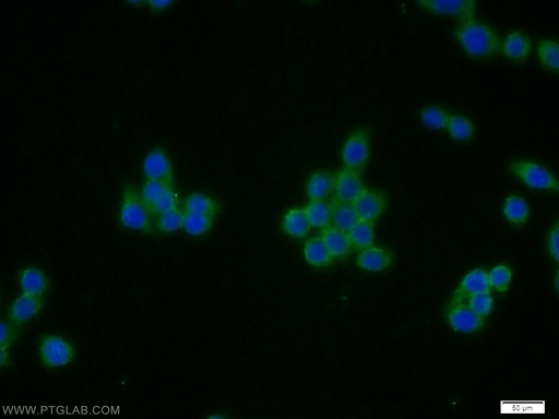 [14023-1-AP-150UL] CTRP4 Polyclonal antibody