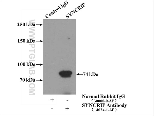 [14024-1-AP-150UL] SYNCRIP Polyclonal antibody