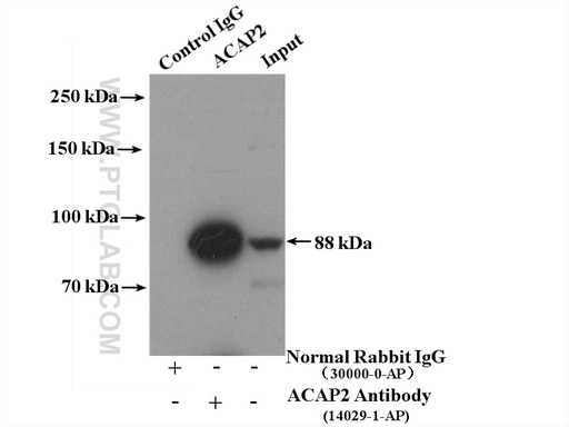 [14029-1-AP-20UL] ACAP2 Polyclonal antibody