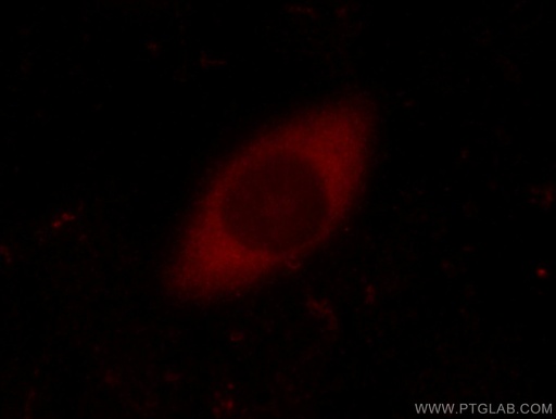 [14037-1-AP-150UL] FEM1C Polyclonal antibody