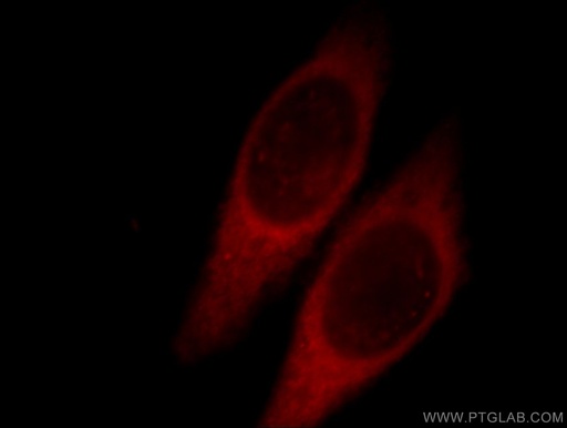 [14078-1-AP-150UL] GNL1 Polyclonal antibody