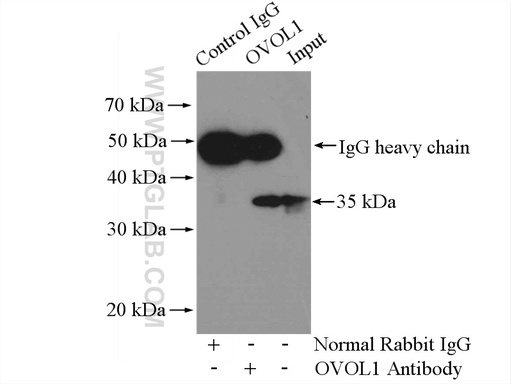 [14082-1-AP-150UL] OVOL1 Polyclonal antibody