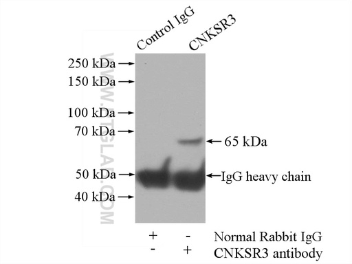 [14084-1-AP-150UL] CNKSR3 Polyclonal antibody
