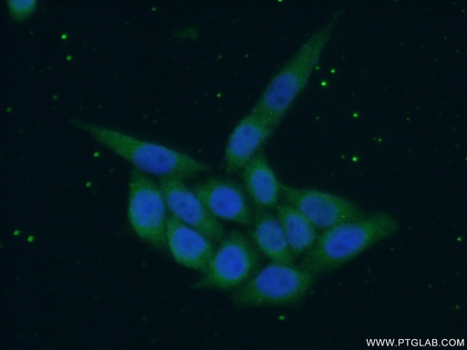 [14088-1-AP-150UL] SREBF1 Polyclonal antibody