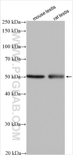 [14090-1-AP-150UL] IRGC Polyclonal antibody