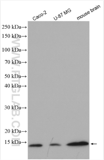 [14100-1-AP-150UL] UBL3 Polyclonal antibody
