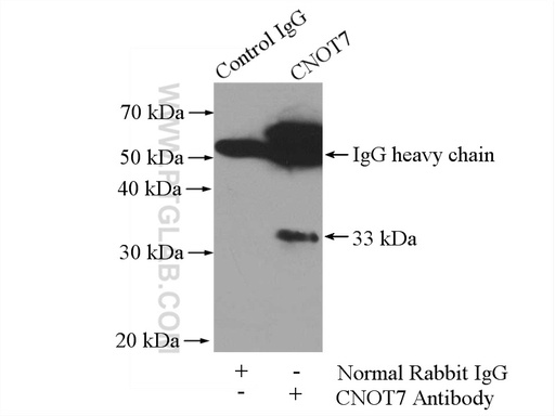 [14102-1-AP-150UL] CNOT7 Polyclonal antibody