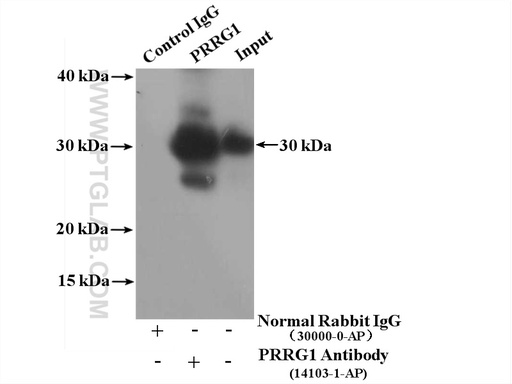 [14103-1-AP-150UL] PRRG1 Polyclonal antibody