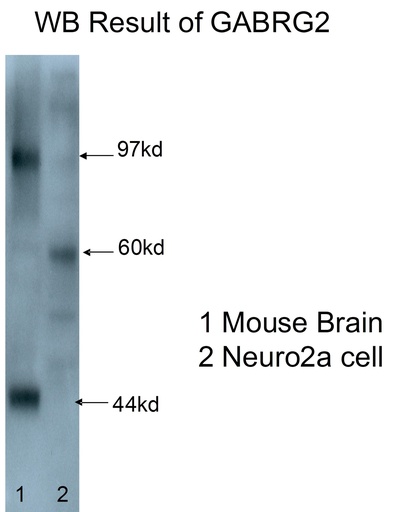 [14104-1-AP-150UL] GABRG2 Polyclonal antibody