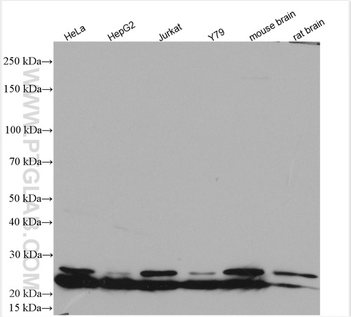 [14117-1-AP-20UL] RPL9 Polyclonal antibody