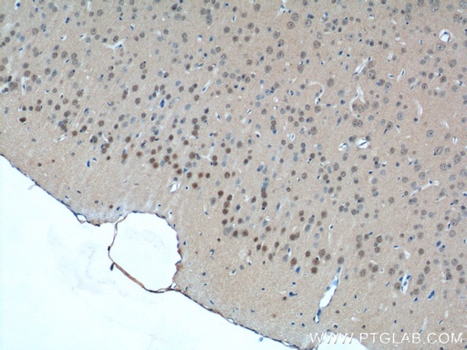 [14125-1-AP-20UL] CDC26 Polyclonal antibody