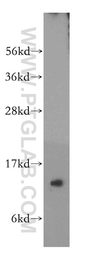 [14147-1-AP-150UL] FXN Polyclonal antibody