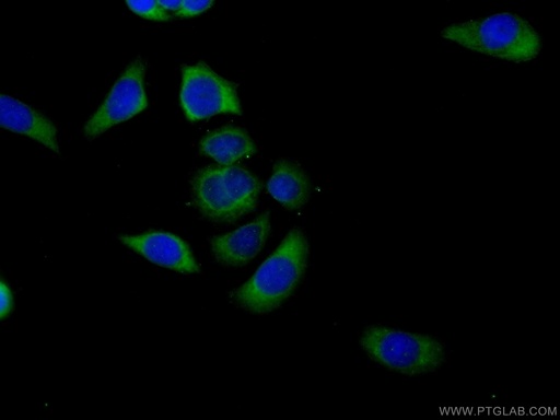 [14162-1-AP-150UL] HVCN1 Polyclonal antibody