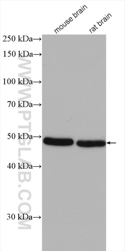 [14171-1-AP-20UL] KCNJ14 Polyclonal antibody