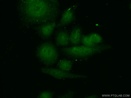 [14178-1-AP-20UL] SMC5 Polyclonal antibody