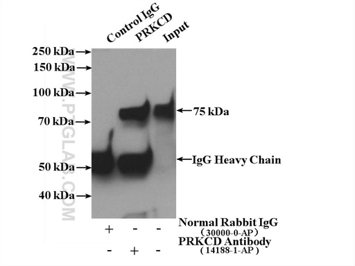 [14188-1-AP-150UL] PKC Delta Polyclonal antibody