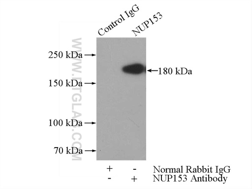 [14189-1-AP-150UL] NUP153 Polyclonal antibody