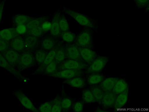[14208-1-AP-20UL] TRIM24 Polyclonal antibody