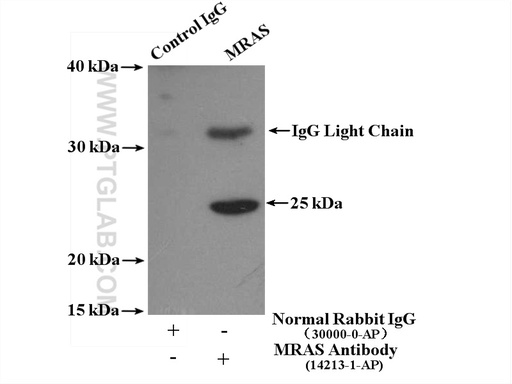 [14213-1-AP-150UL] MRAS Polyclonal antibody