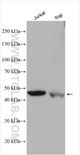 [14217-1-AP-150UL] Cytohesin 1 Polyclonal antibody