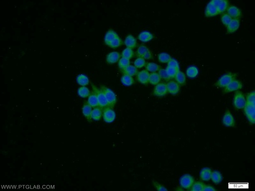 [14231-1-AP-150UL] STXBP4 Polyclonal antibody