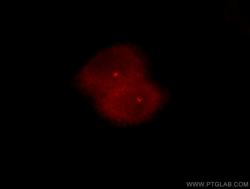 [14233-1-AP-20UL] NEK2 Polyclonal antibody