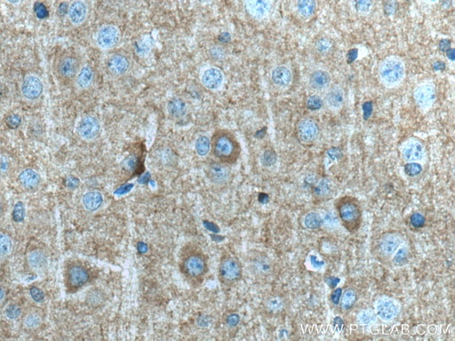 [14235-1-AP-20UL] Kv1.2 Polyclonal antibody