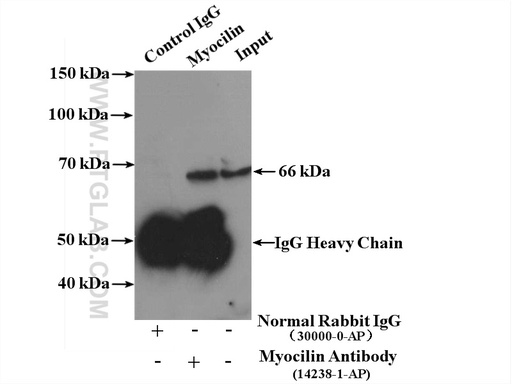 [14238-1-AP-150UL] Myocilin Polyclonal antibody