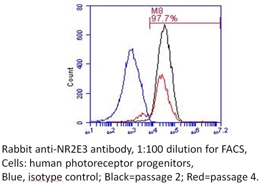 [14246-1-AP-150UL] NR2E3 Polyclonal antibody