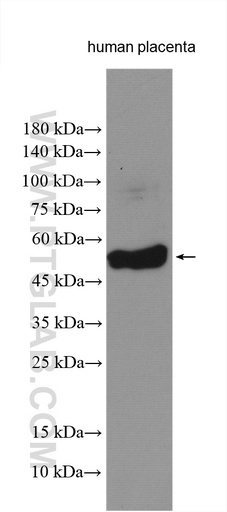 [14248-1-AP-150UL] TFCP2L1 Polyclonal antibody