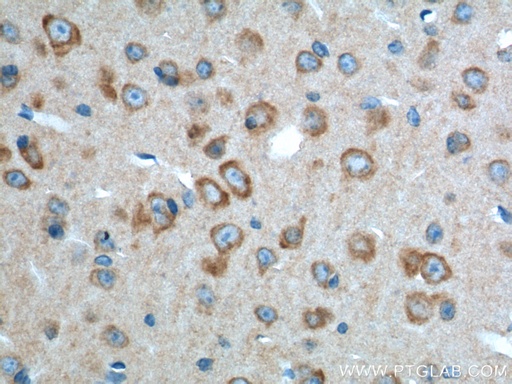 [14266-1-AP-20UL] ADRA2A Polyclonal antibody