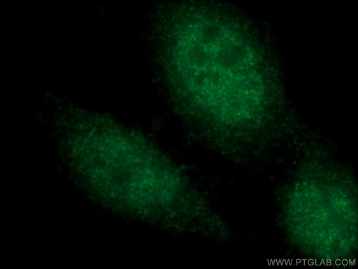 [14271-1-AP-20UL] CEBPE Polyclonal antibody