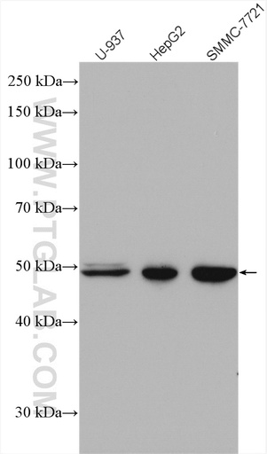 [14272-1-AP-20UL] VPS4A Polyclonal antibody