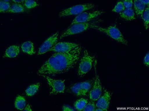[14274-1-AP-150UL] GFM1 Polyclonal antibody