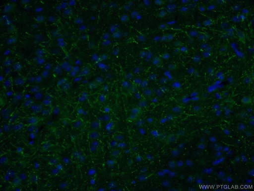 [14288-1-AP-150UL] LRRTM1 Polyclonal antibody