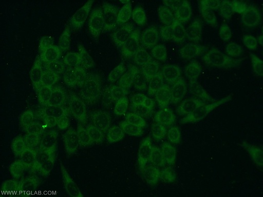 [14293-1-AP-150UL] FN3K Polyclonal antibody