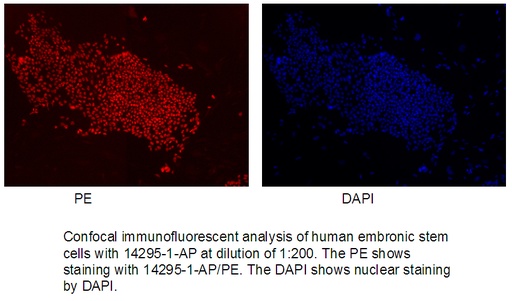 [14295-1-AP-150UL] NANOG Polyclonal antibody