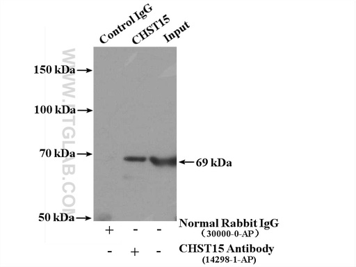 [14298-1-AP-150UL] CHST15 Polyclonal antibody