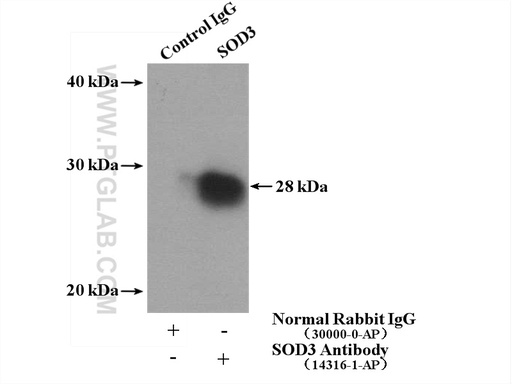 [14316-1-AP-20UL] SOD3 Polyclonal antibody