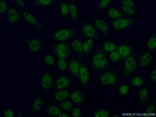[14321-1-AP-150UL] HOXC4 Polyclonal antibody