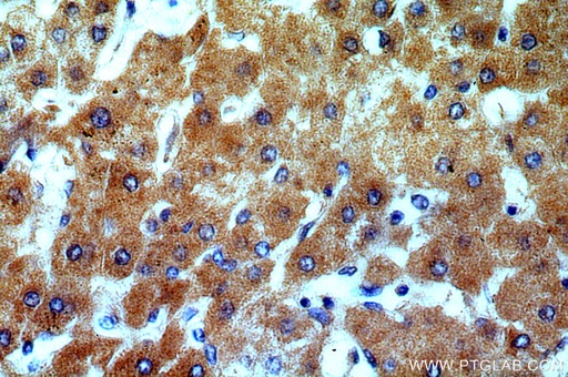 [14329-1-AP-20UL] TSPAN33 Polyclonal antibody