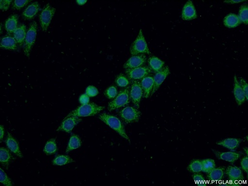 [14342-1-AP-20UL] DIAPH3 Polyclonal antibody