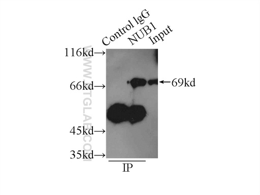 [14343-1-AP-150UL] NUB1 Polyclonal antibody