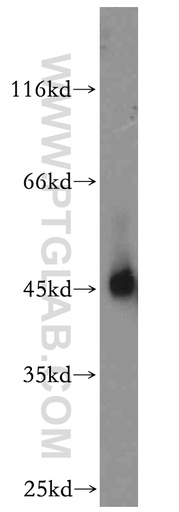 [14351-1-AP-150UL] NR1H3 Polyclonal antibody